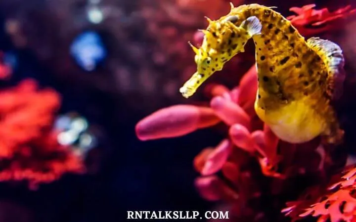 The Ultimate Sea Creature Quiz With RNTalks