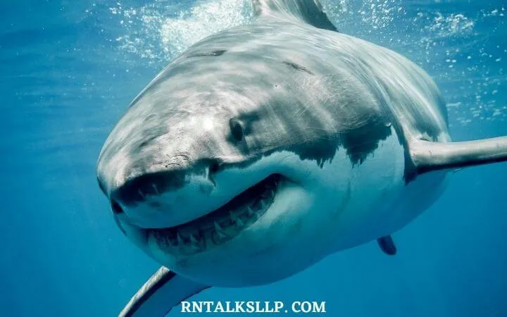 The Ultimate Sea Creature Quiz With RNTalks