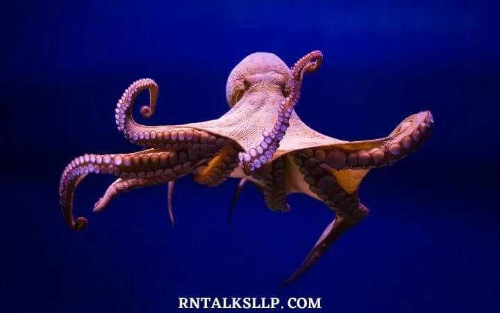 The Ultimate Sea Creature Quiz With RNTalks