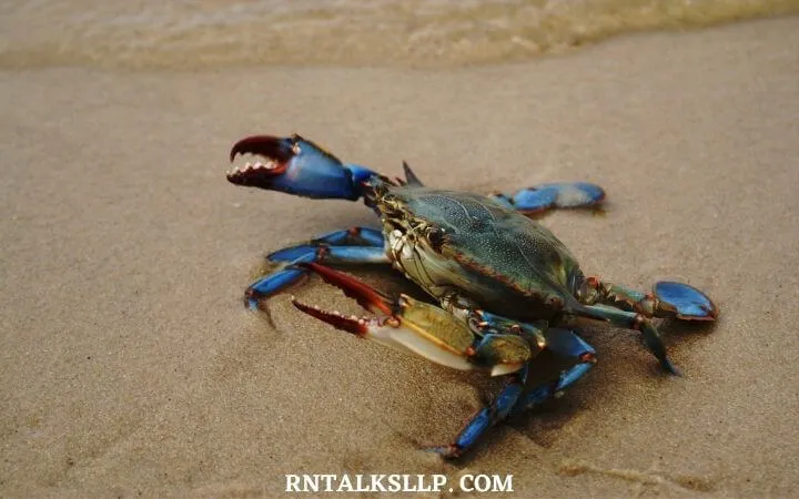 The Ultimate Sea Creature Quiz With RNTalks