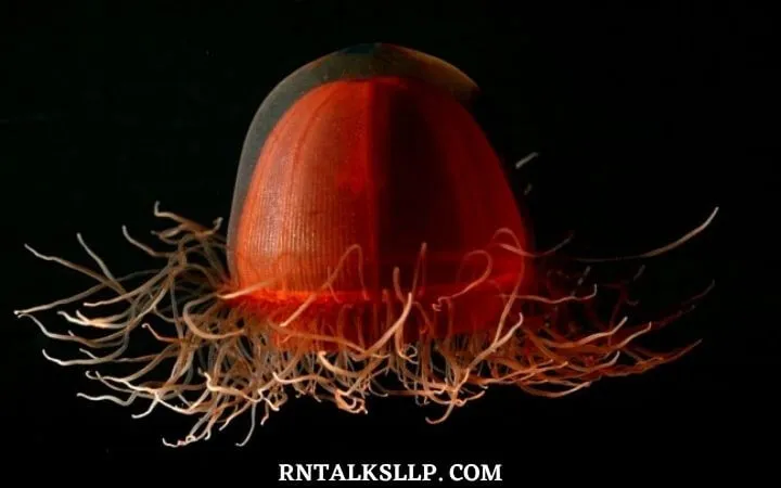 The Ultimate Sea Creature Quiz With RNTalks