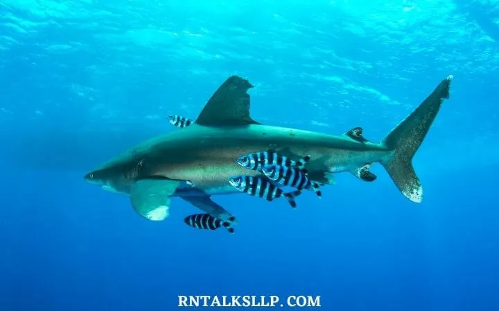 The Ultimate Sea Creature Quiz With RNTalks
