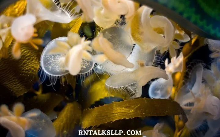 The Ultimate Sea Creature Quiz With RNTalks