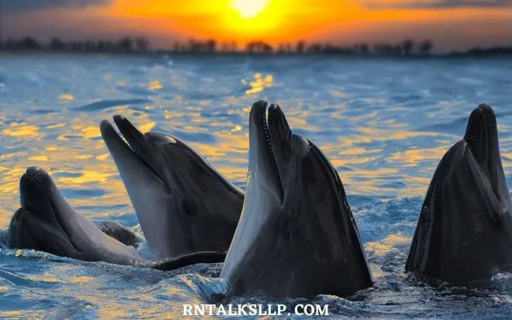 The Ultimate Sea Creature Quiz With RNTalks
