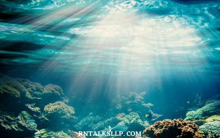 The Ultimate Sea Creature Quiz With RNTalks