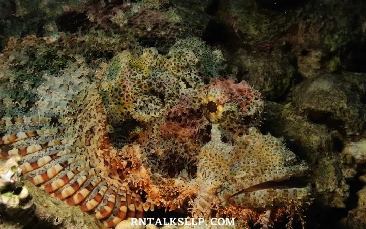 The Ultimate Sea Creature Quiz With RNTalks