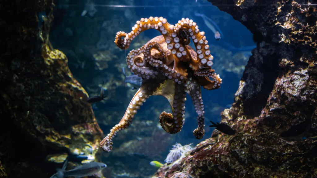 The Ultimate Sea Creature Quiz With RNTalks