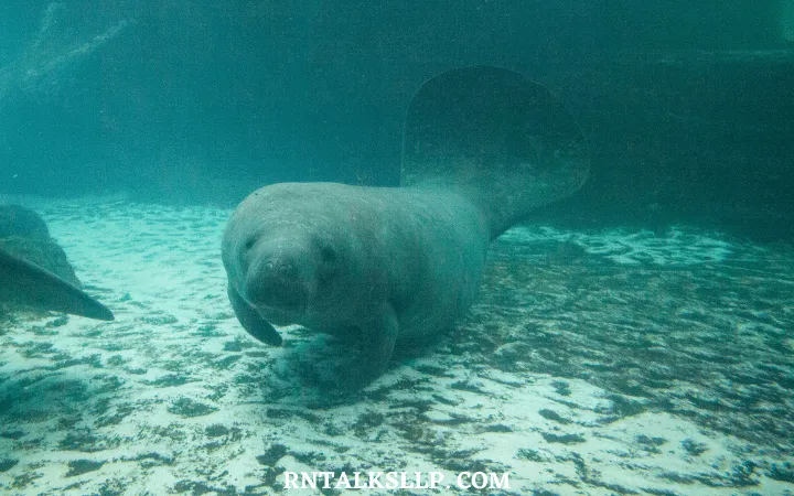 The Ultimate Sea Creature Quiz With RNTalks