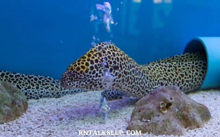 The Ultimate Sea Creature Quiz With RNTalks