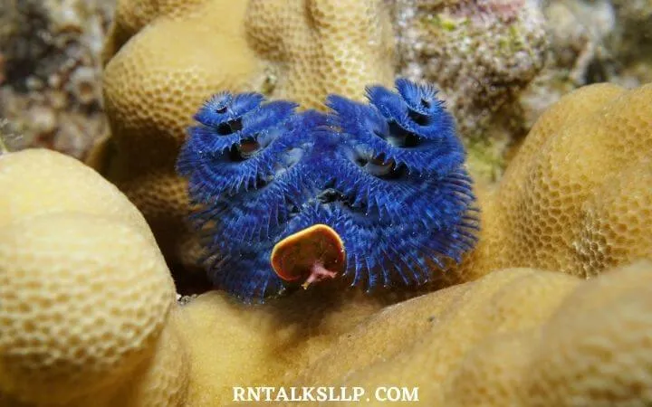 The Ultimate Sea Creature Quiz With RNTalks