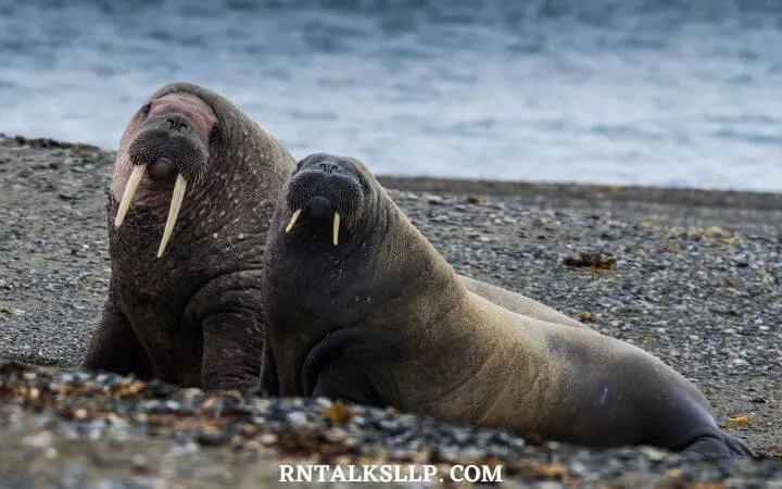 The Ultimate Sea Creature Quiz With RNTalks