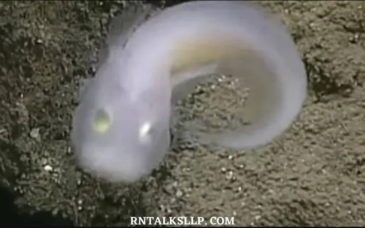 30 RNTalks Deep-Sea Creatures Quiz Questions
