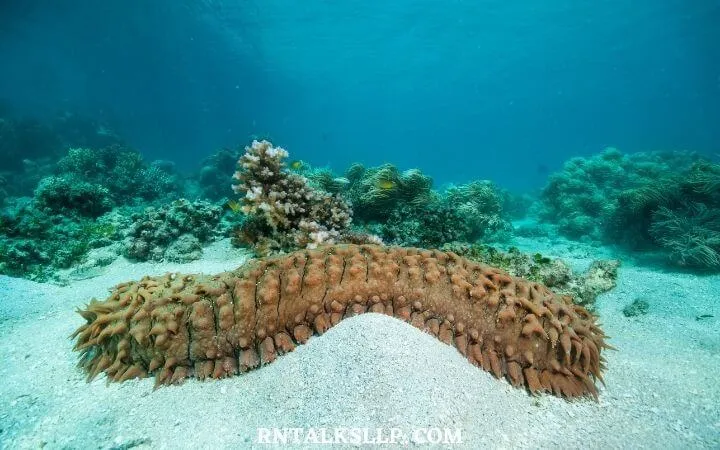 30 RNTalks Deep-Sea Creatures Quiz Questions