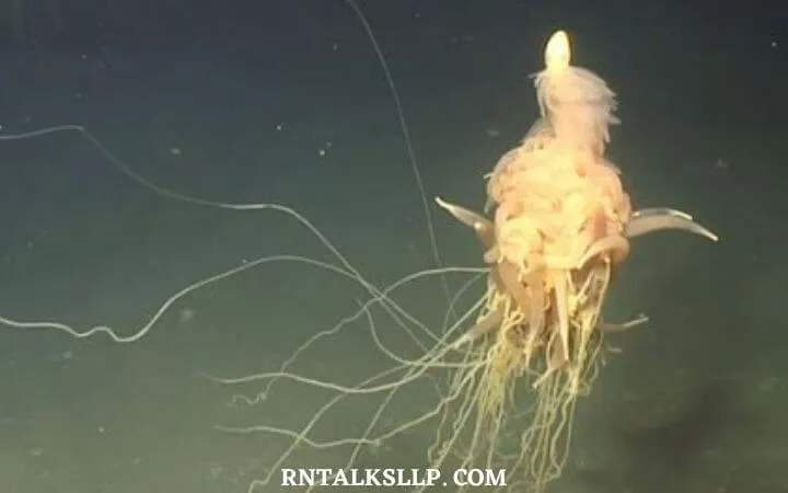 30 RNTalks Deep-Sea Creatures Quiz Questions