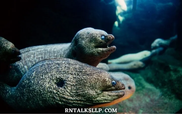 30 RNTalks Deep-Sea Creatures Quiz Questions
