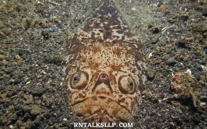 30 RNTalks Deep-Sea Creatures Quiz Questions