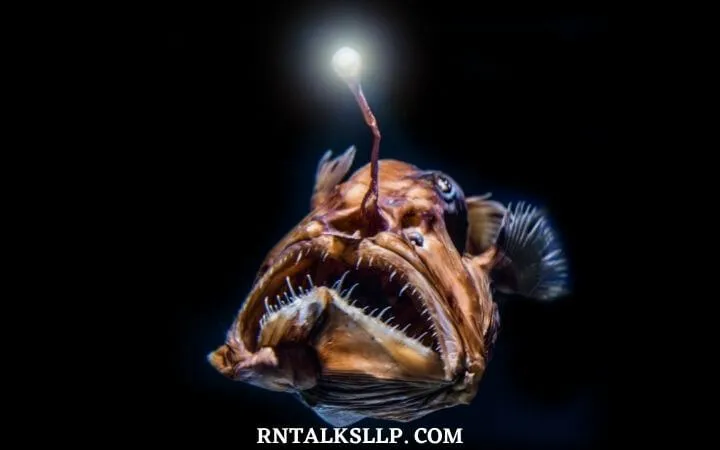 30 RNTalks Deep-Sea Creatures Quiz Questions
