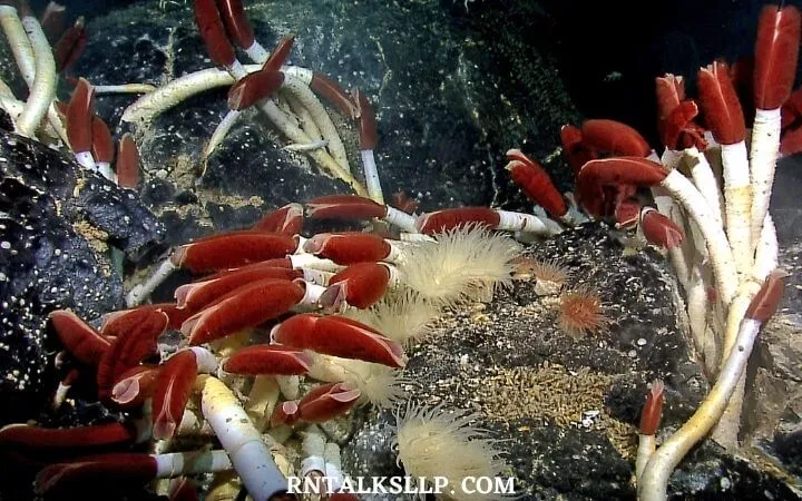30 RNTalks Deep-Sea Creatures Quiz Questions