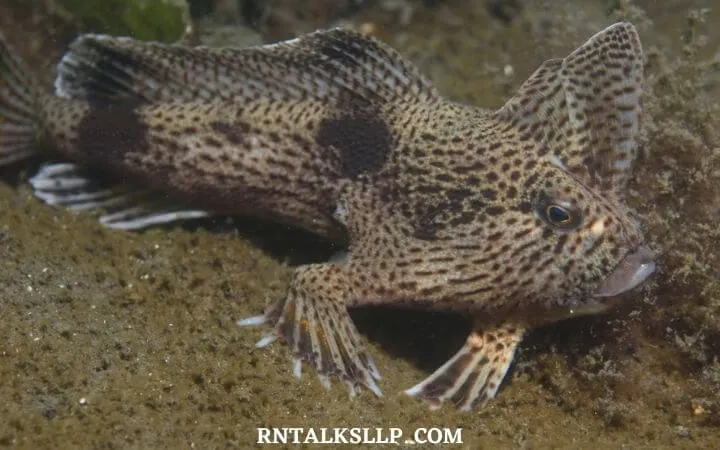 30 RNTalks Deep-Sea Creatures Quiz Questions