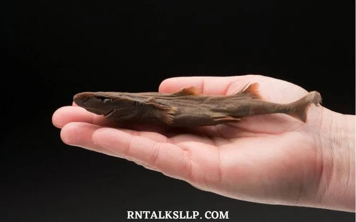 30 RNTalks Deep-Sea Creatures Quiz Questions