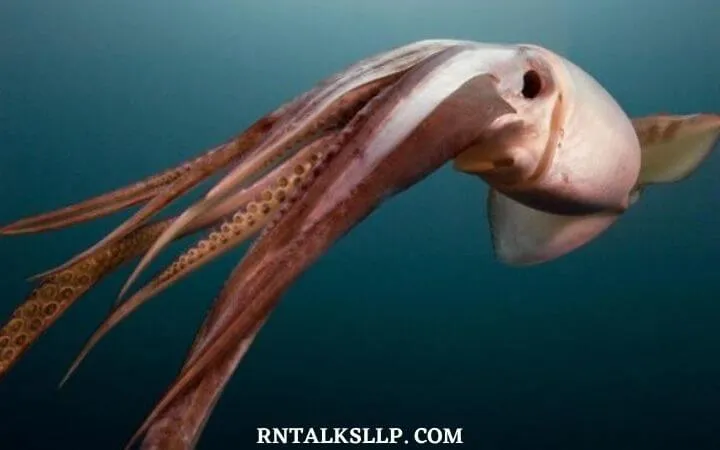 30 RNTalks Deep-Sea Creatures Quiz Questions