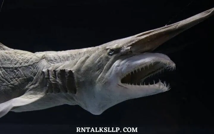 30 RNTalks Deep-Sea Creatures Quiz Questions