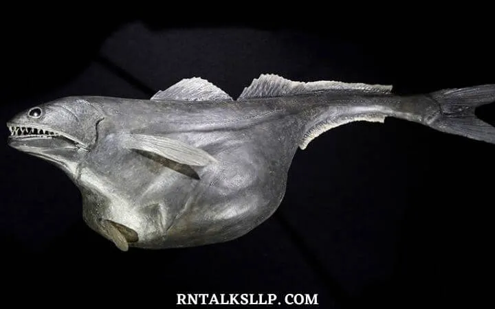 30 RNTalks Deep-Sea Creatures Quiz Questions