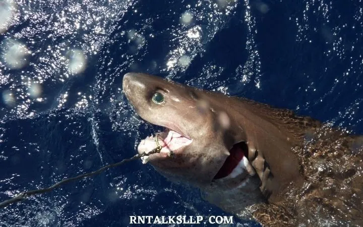 30 RNTalks Deep-Sea Creatures Quiz Questions