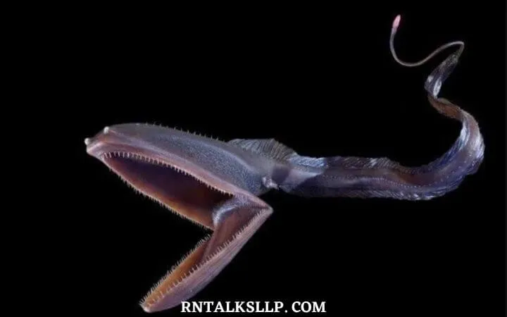 30 RNTalks Deep-Sea Creatures Quiz Questions