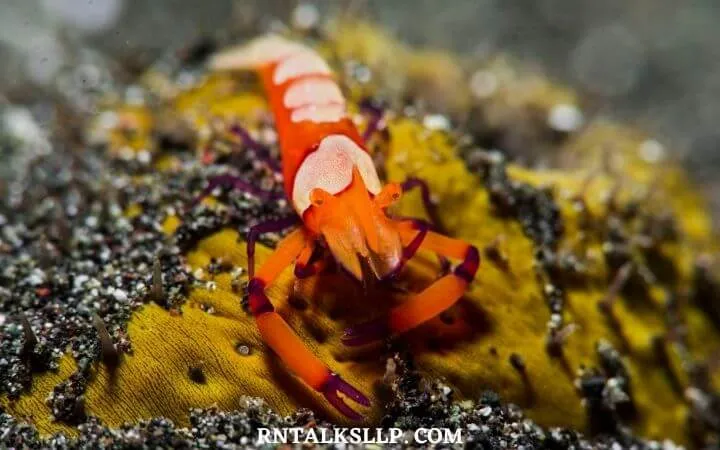 30 RNTalks Deep-Sea Creatures Quiz Questions