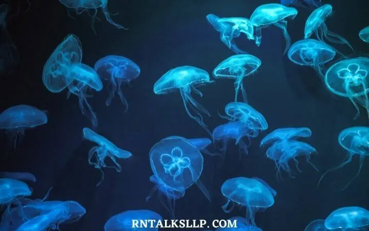 30 RNTalks Deep-Sea Creatures Quiz Questions