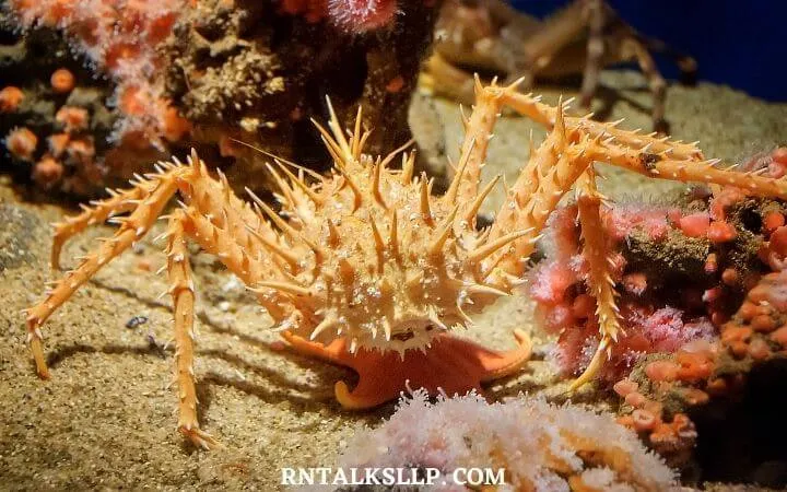 30 RNTalks Deep-Sea Creatures Quiz Questions
