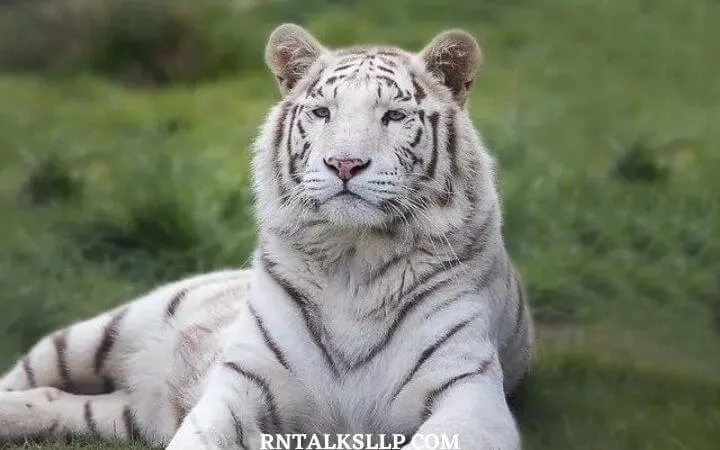 World Tiger Day Quiz | International Tiger Day Quiz | How Much Do You Know About Tigers