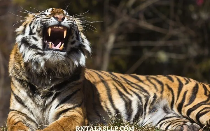 World Tiger Day Quiz | International Tiger Day Quiz | How Much Do You Know About Tigers