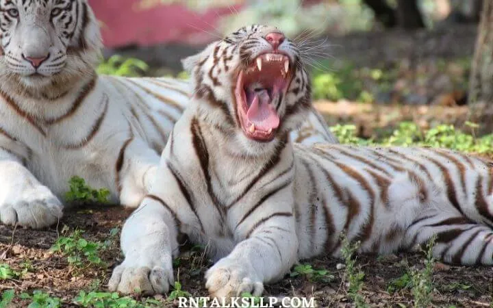 World Tiger Day Quiz | International Tiger Day Quiz | How Much Do You Know About Tigers