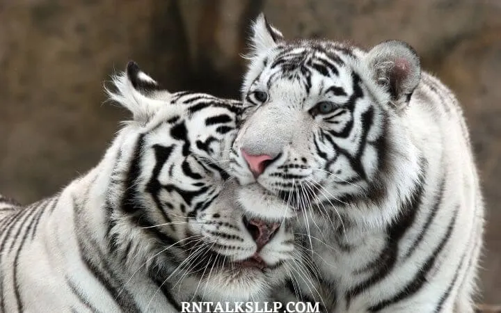 World Tiger Day Quiz | International Tiger Day Quiz | How Much Do You Know About Tigers