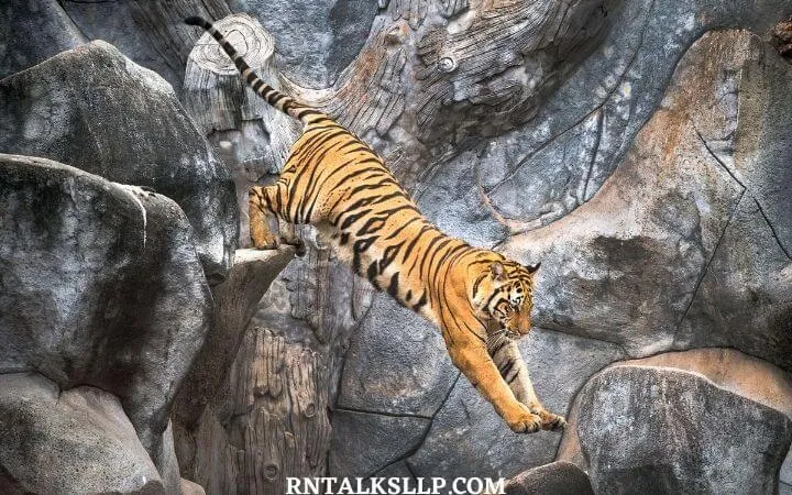 World Tiger Day Quiz | International Tiger Day Quiz | How Much Do You Know About Tigers