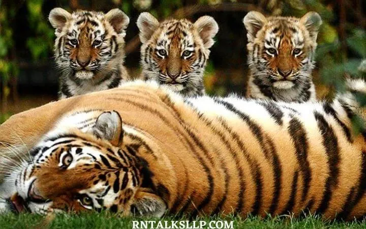 World Tiger Day Quiz | International Tiger Day Quiz | How Much Do You Know About Tigers
