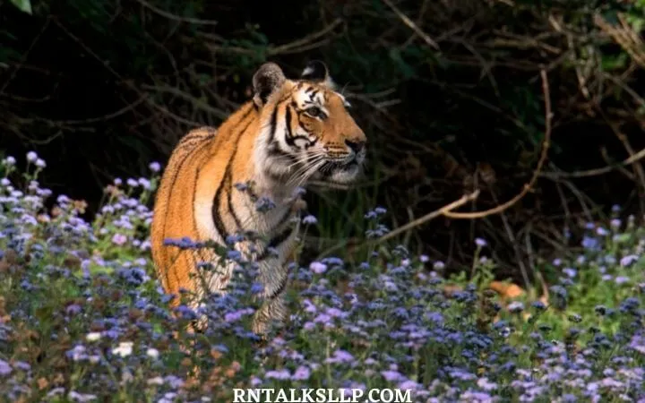 World Tiger Day Quiz | International Tiger Day Quiz | How Much Do You Know About Tigers