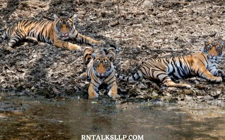 World Tiger Day Quiz | International Tiger Day Quiz | How Much Do You Know About Tigers