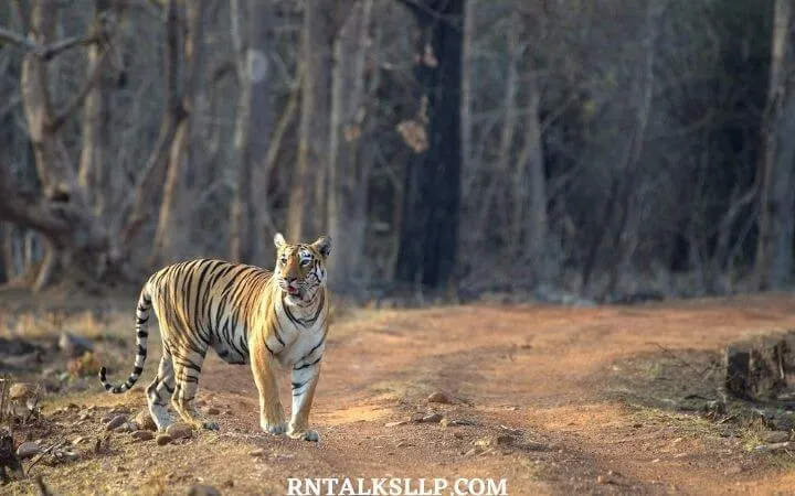 World Tiger Day Quiz | International Tiger Day Quiz | How Much Do You Know About Tigers