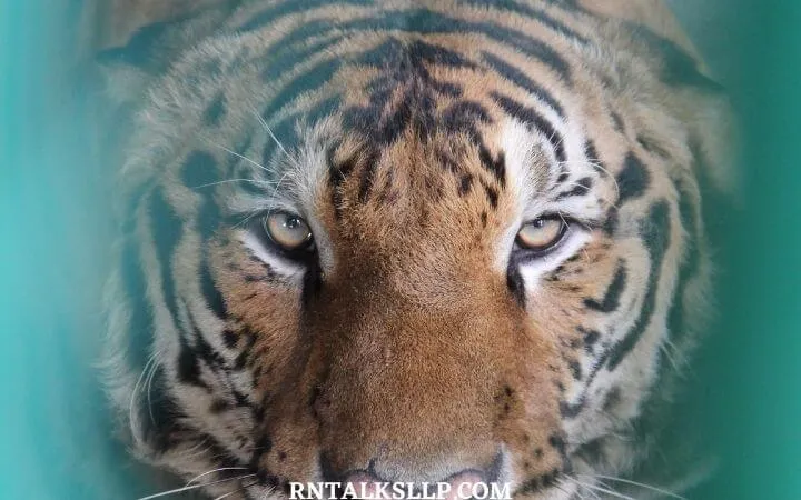 World Tiger Day Quiz | International Tiger Day Quiz | How Much Do You Know About Tigers