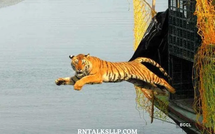 World Tiger Day Quiz | International Tiger Day Quiz | How Much Do You Know About Tigers