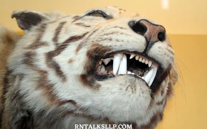 World Tiger Day Quiz | International Tiger Day Quiz | How Much Do You Know About Tigers