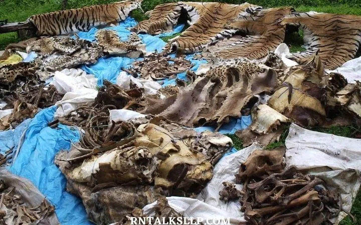 World Tiger Day Quiz | International Tiger Day Quiz | How Much Do You Know About Tigers