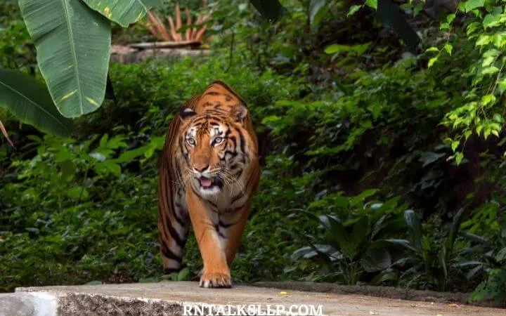 World Tiger Day Quiz | International Tiger Day Quiz | How Much Do You Know About Tigers