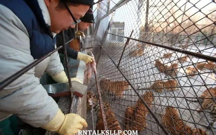 World Tiger Day Quiz | International Tiger Day Quiz | How Much Do You Know About Tigers