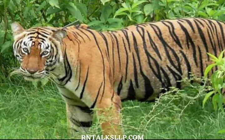 World Tiger Day Quiz | International Tiger Day Quiz | How Much Do You Know About Tigers