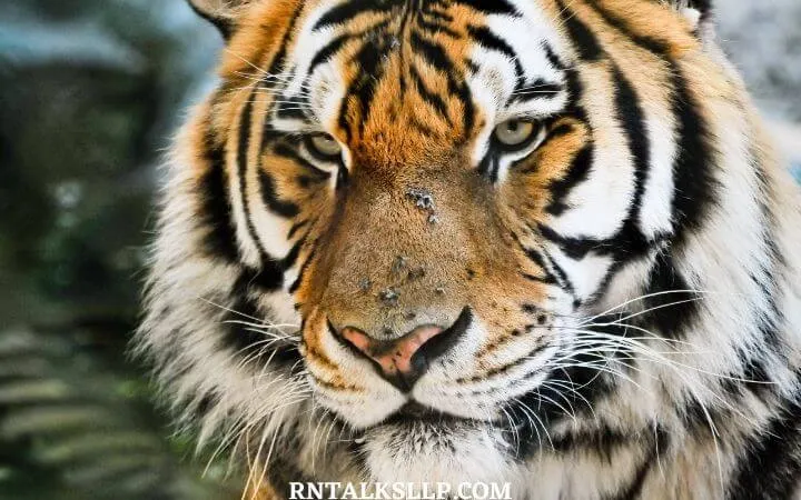 World Tiger Day Quiz | International Tiger Day Quiz | How Much Do You Know About Tigers