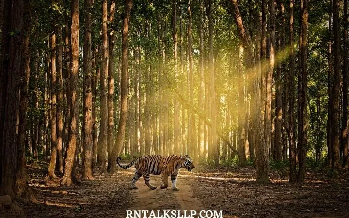 World Tiger Day Quiz | International Tiger Day Quiz | How Much Do You Know About Tigers
